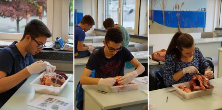 Rinderherzpräparation 3er